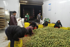 双牌付家湾村50余亩罗汉果喜获丰收 村级集体经济不断壮大