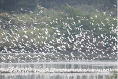 永州仅两处！双牌日月湖国家湿地公园上榜省级优秀