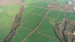 乡村振兴 | 江华：甜心菜苔畅销粤港澳