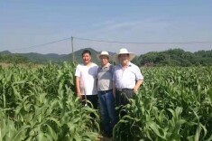 稻根想“送镉”，稻叶来“阻击”，肖国光成功降低稻米镉含量