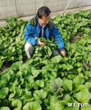 社区电商“订单式生产”，小菜生意插上腾飞翅膀