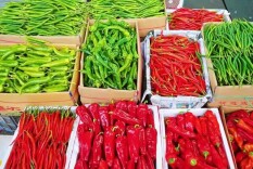 蔬菜猪肉大米等量足价稳 ——探访湖南“最大菜篮子”长沙海吉星国际农产品物流园