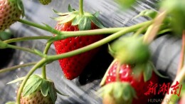 走出家门享受春节假期的“莓”好时光