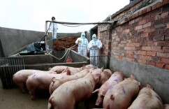 湖南虎年首批供港生猪装运，节假日可通关，助养殖户拓展出口市场