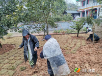 洪江市岩垅乡：党员干部齐上阵，村部绿化促提升