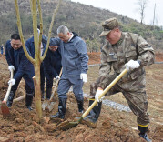 涟源：义务植树添新绿 植树造林树新风