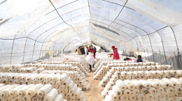 乡村振兴 | 吴耀友：种好食用菌 带领乡亲奔富路