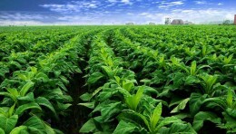 凤凰农商银行：乡村振兴烟叶专项贷款助力烤烟生产春耕备耕热潮