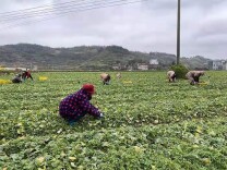 湖南供港蔬菜企业抓紧生产 保障香港“菜篮子”稳定