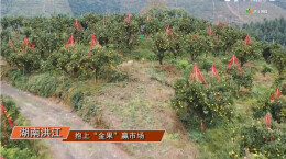 洪江市：抱上“金果”赢市场