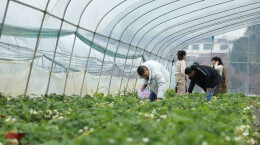 乡村振兴 | 江华：春日暖 草莓俏