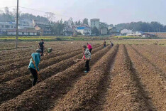 泸溪解放岩乡：种好“黄金叶”点亮致富路