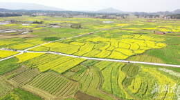 双牌：千亩油菜花开 赏花采橘畅游乡村田园