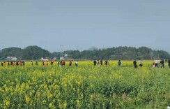 浪漫女神节，黔阳古城+花海旅游路线人气爆棚