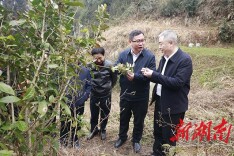省农科院专家来涟调研茶业产业发展