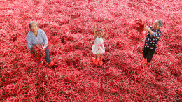 泸溪兴隆场镇：大力发展“三色经济”激发乡村振兴“新活力”