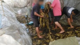 “土坑酸菜”后续：华容县、君山区两地市场监管局局长被停职检查