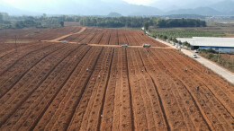 乡村振兴 | 江华：春天栽种青桃苗 迎接致富新希望