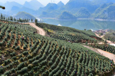 乡村振兴 | 江华小圩壮族乡：“小茶叶”在乡村振兴中展现“大作为”