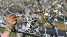 江华：梨树花开 无人机授粉忙