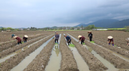 乡村振兴 | 江华：抢抓时节全县5.2万亩烤烟移栽完成