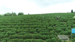 江华涔天河镇鹧鸪坝村：春风十里茶飘香 又是一年采茶忙