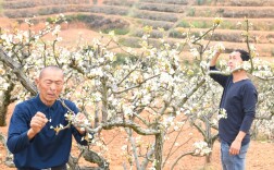 致富梨花开 幸福自然来