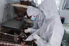 双牌：“两疫”齐抓 筑牢畜禽稳产保供基础