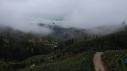 江华：疫情防控采茶两不误多措并举破解用工难题