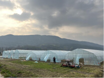 双牌泷泊镇：春耕生产正当时 稳中有新促发展