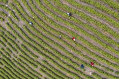 涟源:春茶采摘忙 防疫不松懈