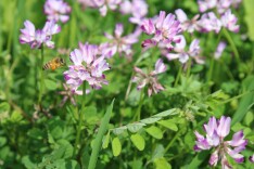 岳阳经开区：万亩紫云英 肥了土壤美了乡村