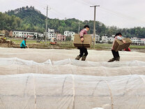 洪山殿镇：趁取春光忙春耕