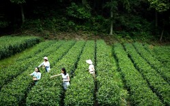 “云”游潇湘￨第三站 春之好味在茶山（上）