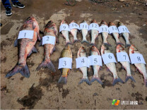 科技赋能 平台助力 洪江市精准打击非法捕捞行为