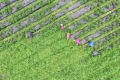 “中药谷”崛起湖南怀化