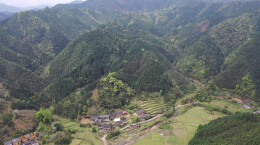 乡村振兴 | 江华千亩野生古树茶开采 茶叶商上门指导采收