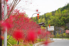 凤凰：碧桃花开 美如画