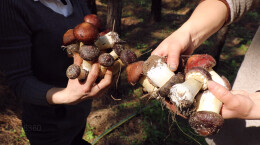 在希望的田野上 | 双牌6名退伍老兵试种赤松茸成功