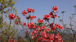 春和景明 | 双牌理家坪发现千亩连片红杜鹃