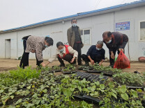 洪山殿镇：“和森红”志愿者助农忙