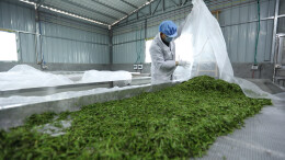 江华：古树茶加工忙