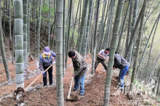 双牌二井江村：林下竹荪春种忙