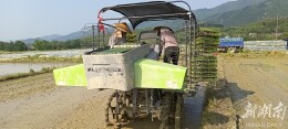 双牌6.5万亩早稻秧苗开插