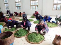 发展特色产业这样做！来看看双牌这个乡的筑梦之路