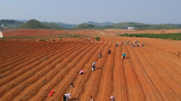 乡村振兴 | 江华：流转土地种淮山 拓宽产业发展新路子