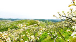 岳阳经开区：打好“产业牌” 做活“果经济”