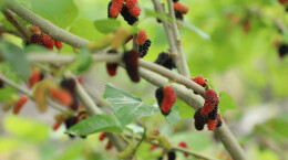 乡村振兴 | 江华：桑葚园迎来采摘热