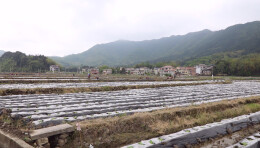 双牌成功引种雪茄烟