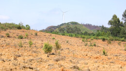 乡村振兴 | 江华：油茶林下种药材 拓宽村民致富路